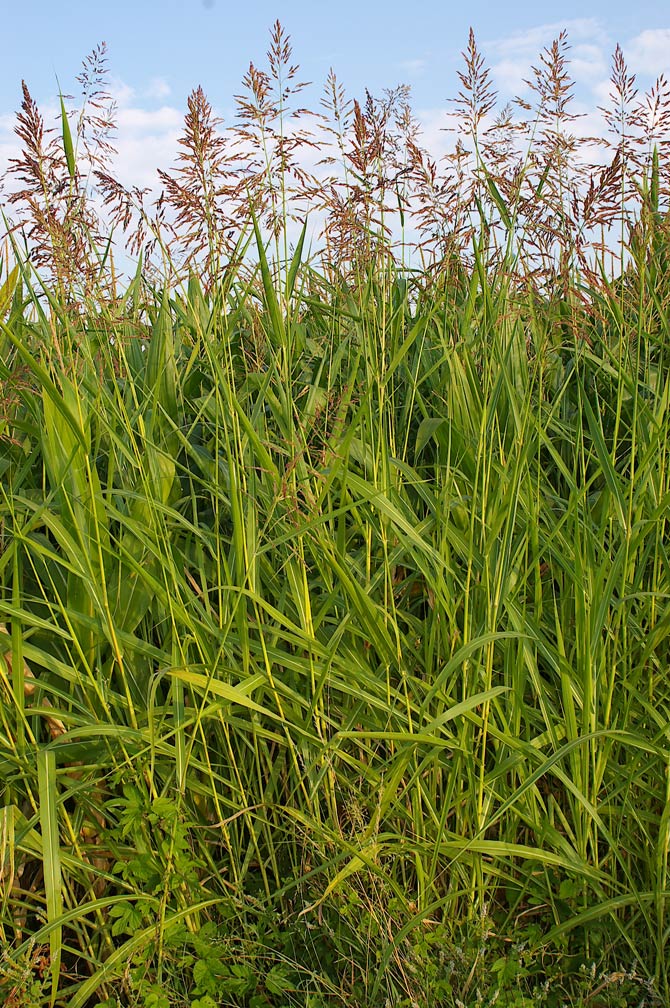 Chrysopogon gryllus? no, Sorghum halepense